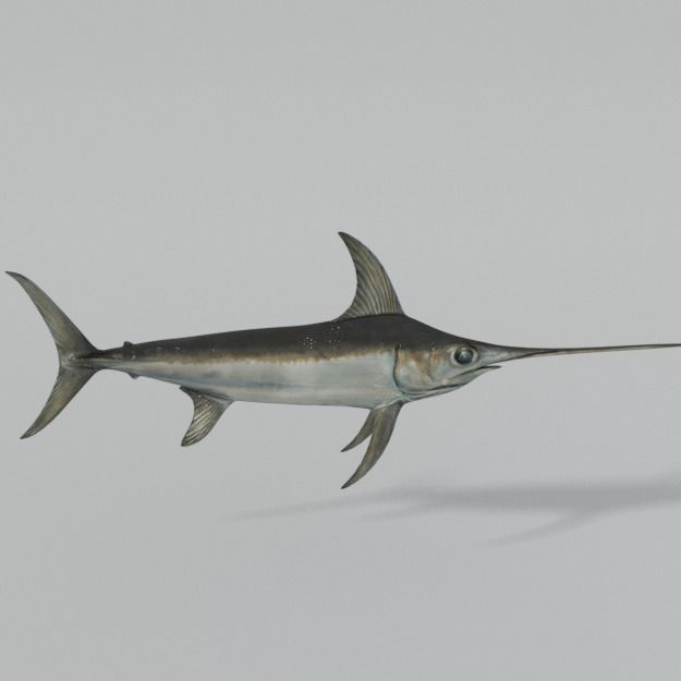 Swordfish marlin Low-poly 3D model_2