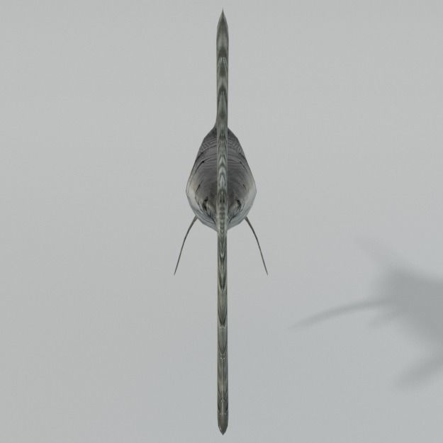 Swordfish marlin Low-poly 3D model_7