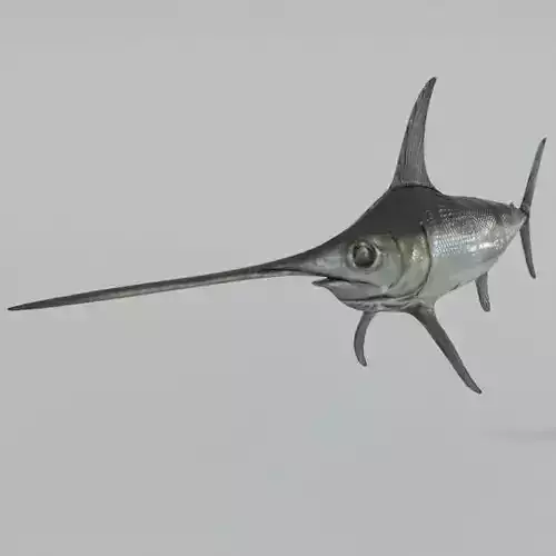 Swordfish marlin