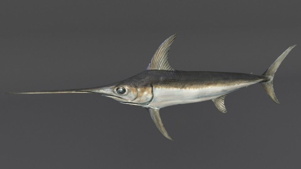 Swordfish marlin Low-poly 3D model_1