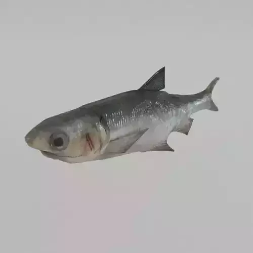 Anchovy fish Low-poly 3D model