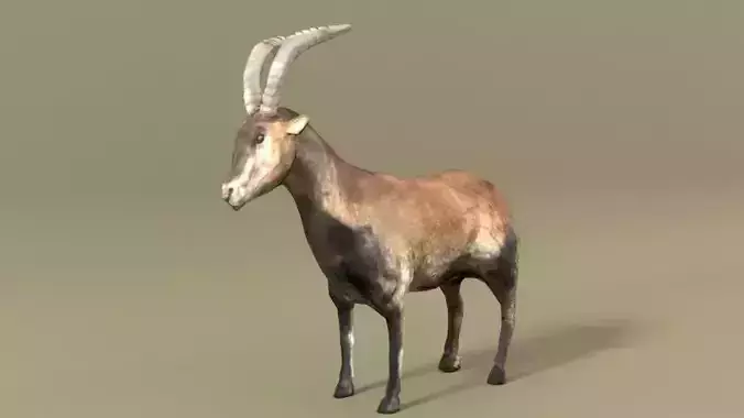 Goat Mammal Low-poly 3D model