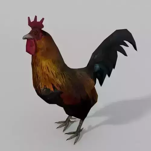 Rooster