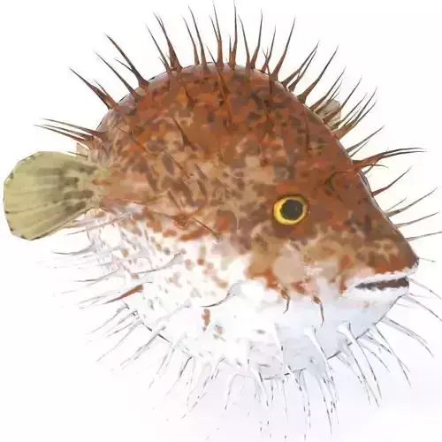 Blowfish puffer fish Low-poly 3D model