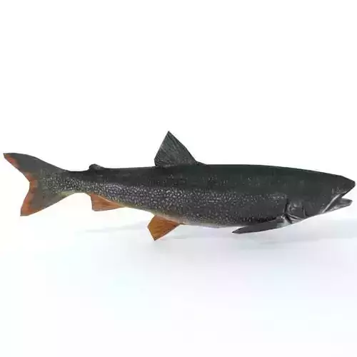 Trout sockeye salmon Low-poly 3D model