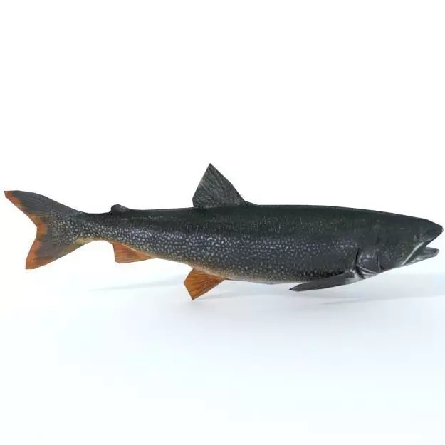 Trout sockeye salmon Low-poly 3D model