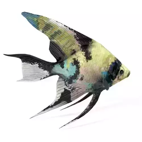 Scalar fish