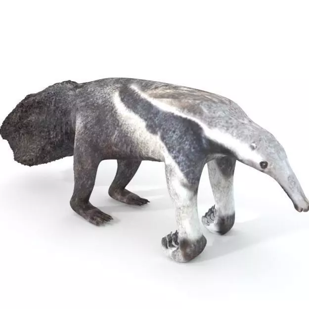 Anteater Low-poly 3D model