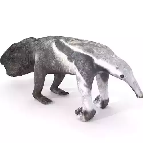 Anteater
