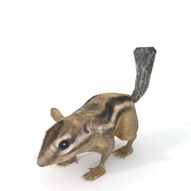 Chipmunk Low-poly 3D model_0