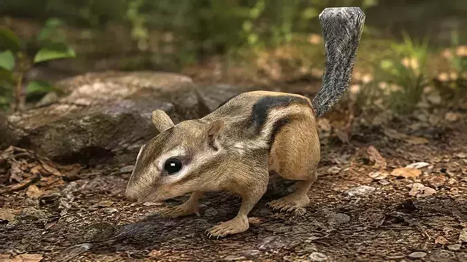 Chipmunk