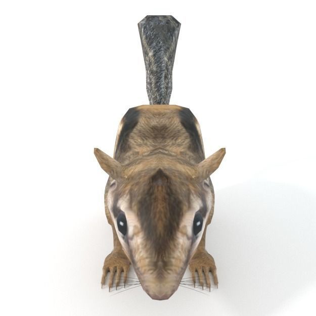 Chipmunk Low-poly 3D model_2