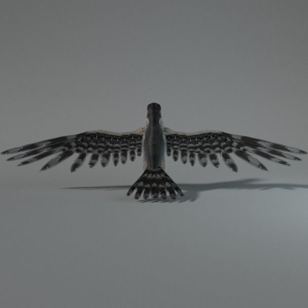 Falcon with wings spread Low-poly 3D model_3
