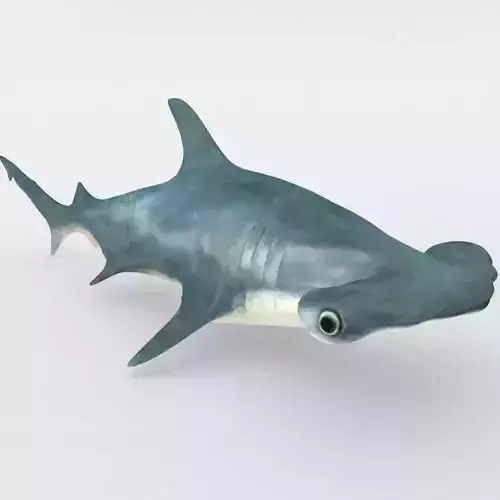 Hammerhead shark Low-poly 3D model