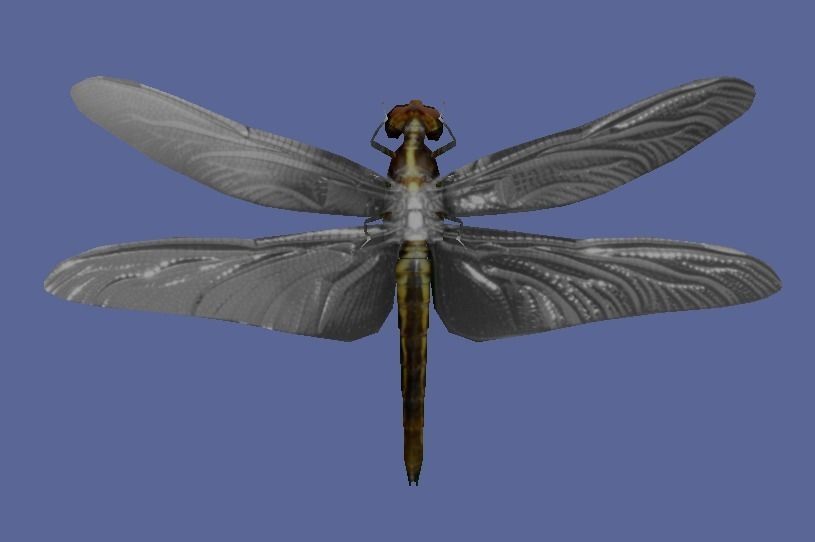 Dragon fly low poly rigged and animated Low-poly 3D model_3