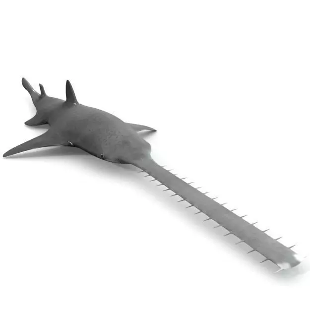 Saw shark Low-poly 3D model