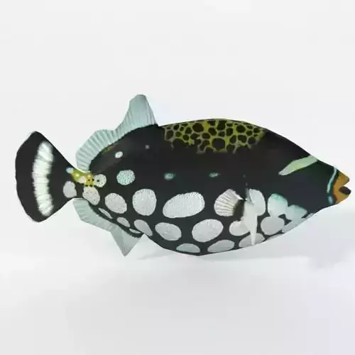 Clown Crossbow Fish Low-poly 3D model