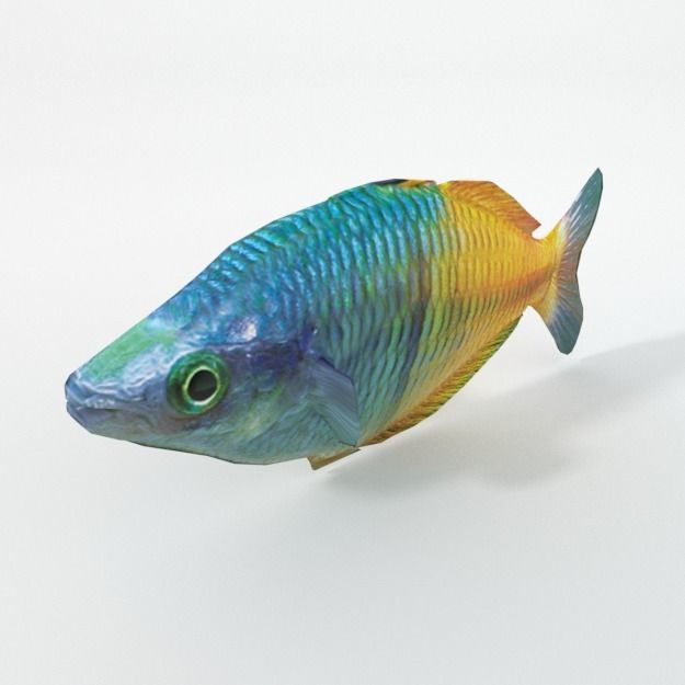 Rainbow Fish Low-poly 3D model_1