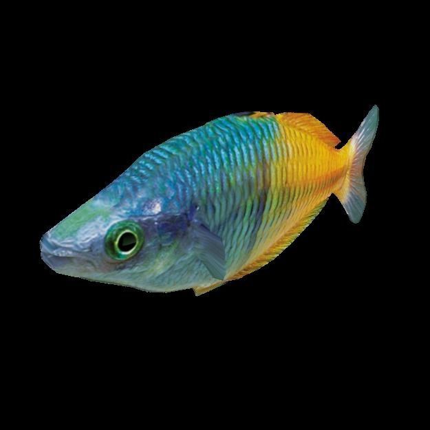 Rainbow Fish Low-poly 3D model_4