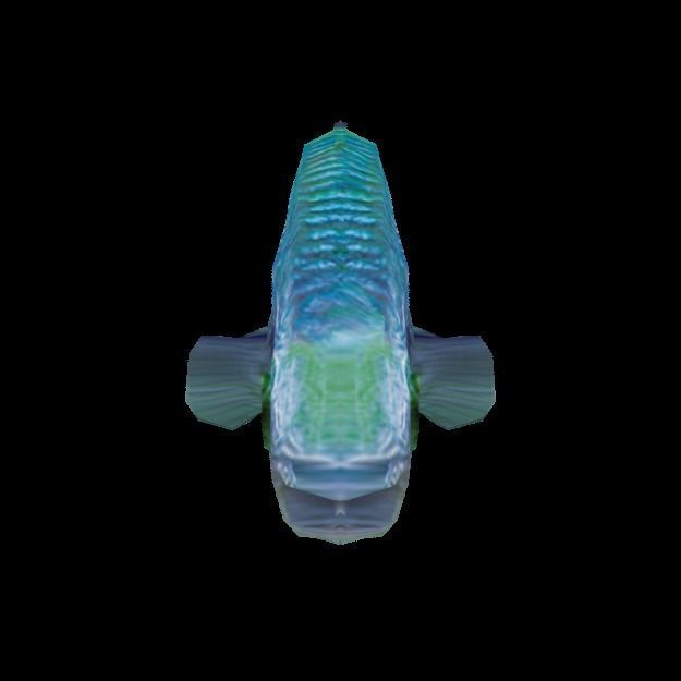 Rainbow Fish Low-poly 3D model_6