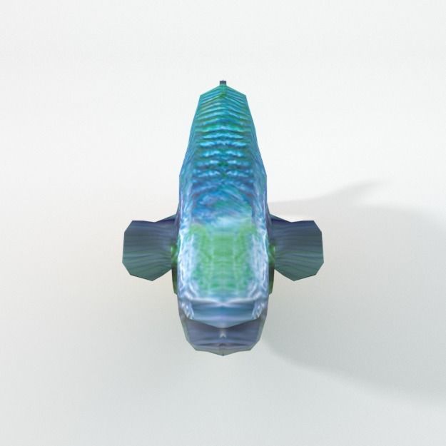 Rainbow Fish Low-poly 3D model_8