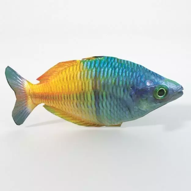 Rainbow Fish Low-poly 3D model_0