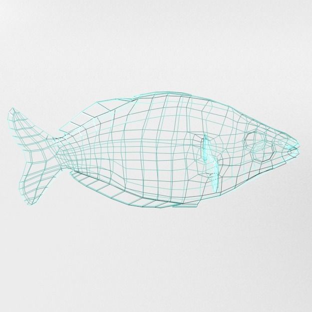 Rainbow Fish Low-poly 3D model_9