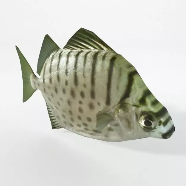 Argus fish Low-poly 3D model
