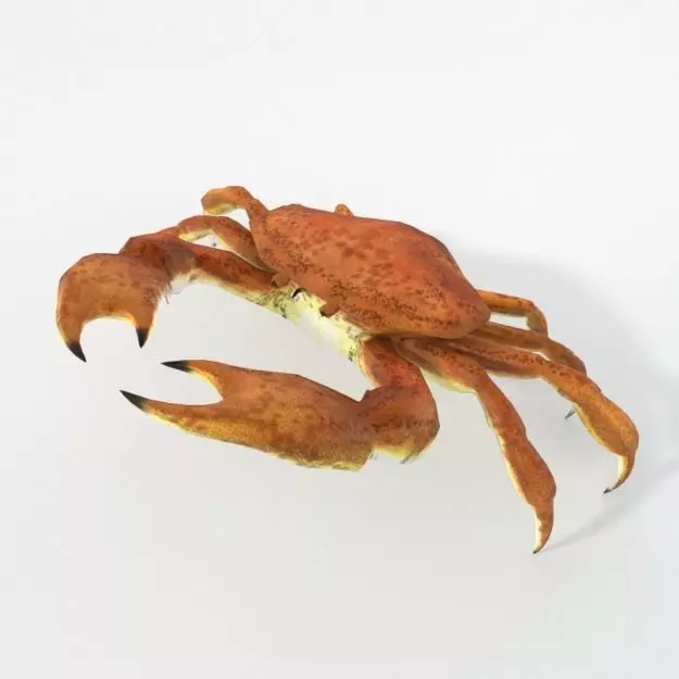 Crab crustaceans Low-poly 3D model