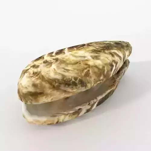 Oyster shell