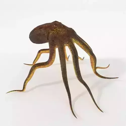 Octopus