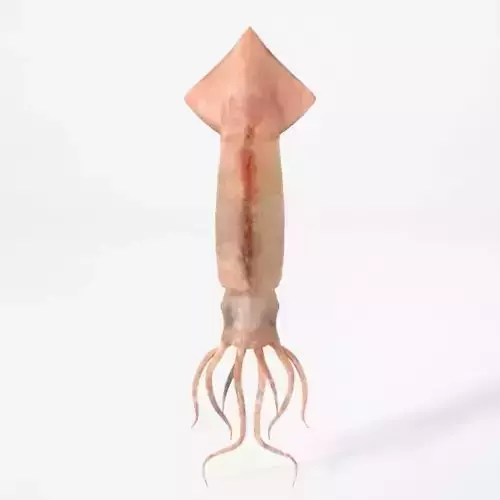 Squid with long tentacles Low-poly 3D model
