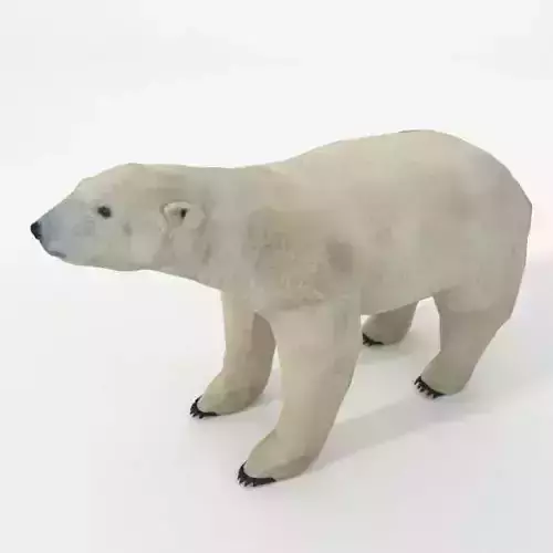 Polar Bear