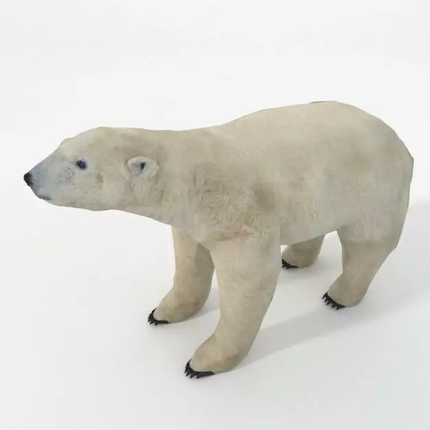 Polar Bear Low-poly 3D model