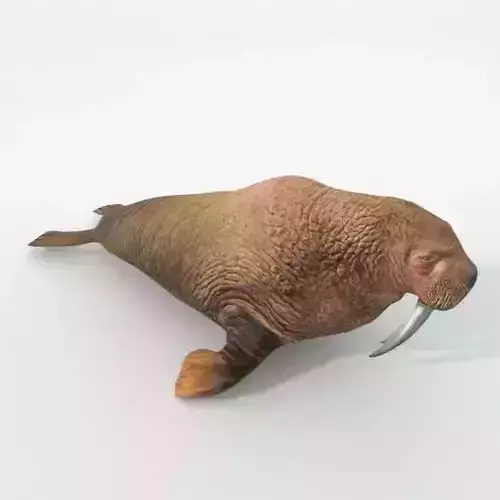 Walrus