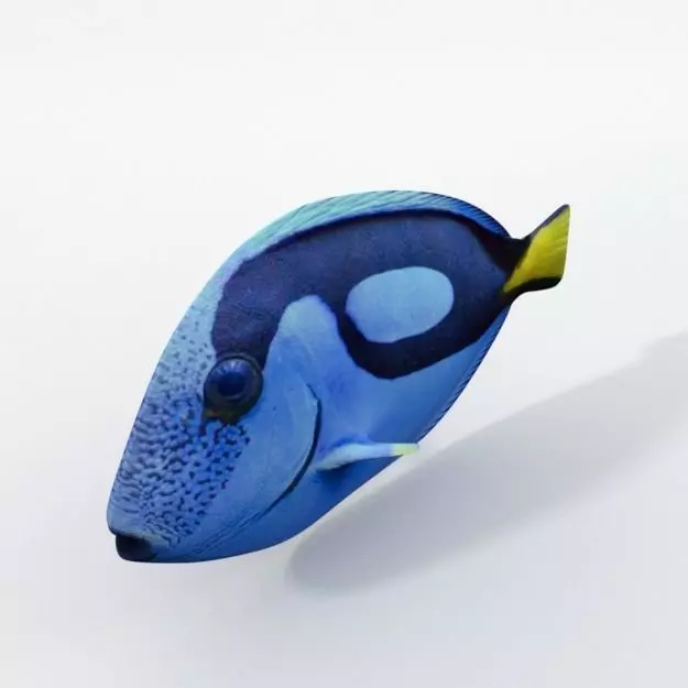 Surgeonfish fish Low-poly 3D model