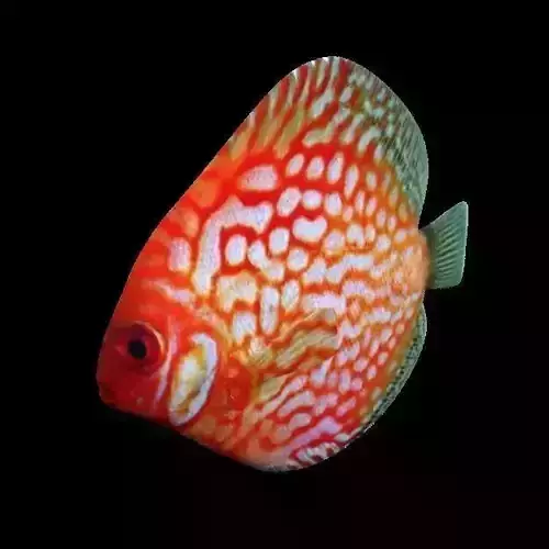 Disco fish Low-poly 3D model