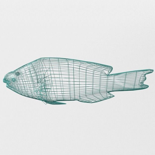 Rainbow Parrotfish Low-poly 3D model_4