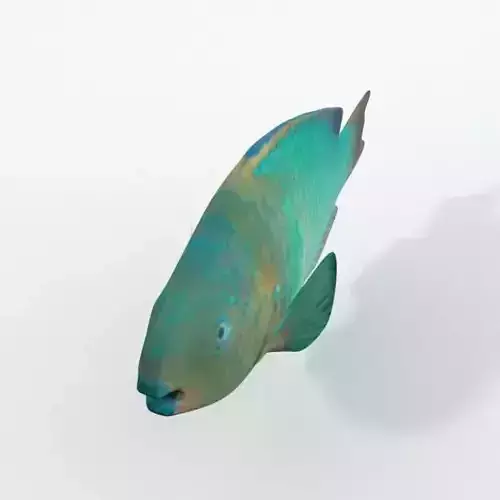 Rainbow Parrotfish Low-poly 3D model
