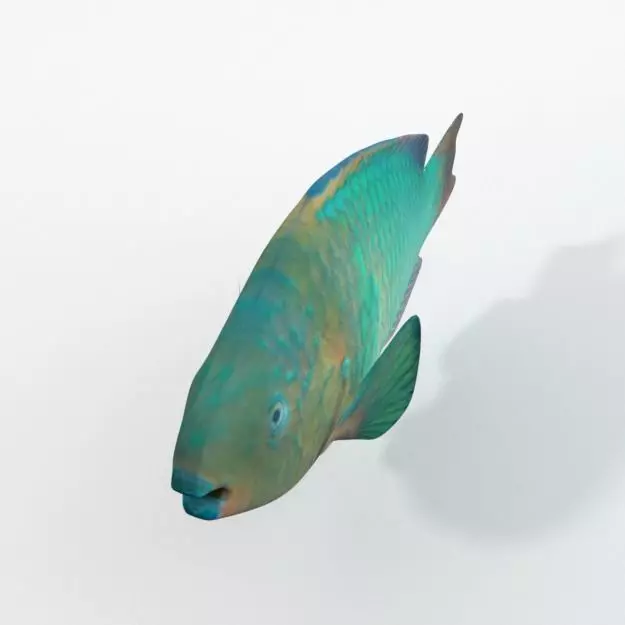 Rainbow Parrotfish Low-poly 3D model_0