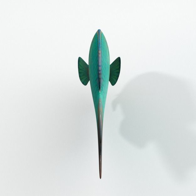 Rainbow Parrotfish Low-poly 3D model_3