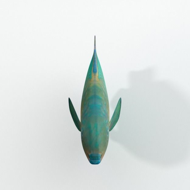 Rainbow Parrotfish Low-poly 3D model_2