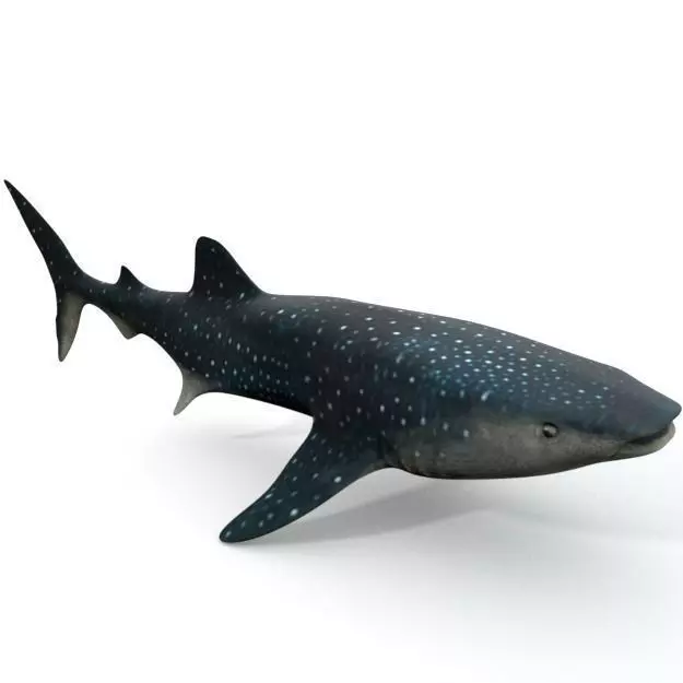 Whale Shark Low-poly 3D model_0