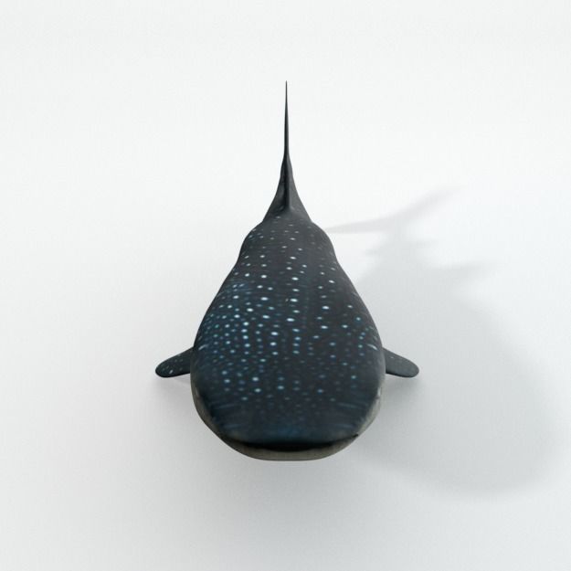 Whale Shark Low-poly 3D model_2