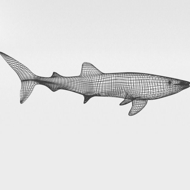 Whale Shark Low-poly 3D model_6