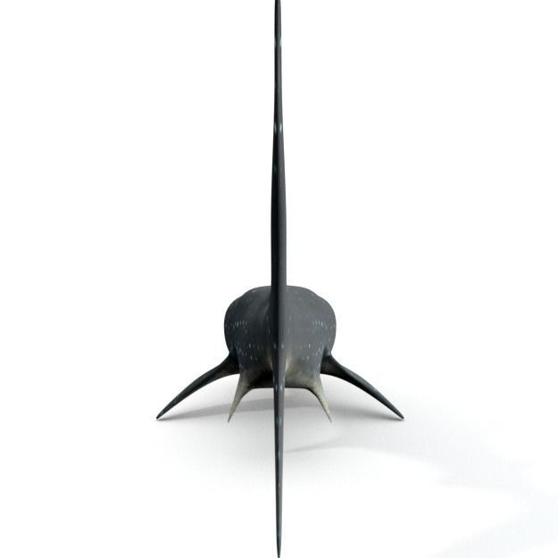 Whale Shark Low-poly 3D model_3