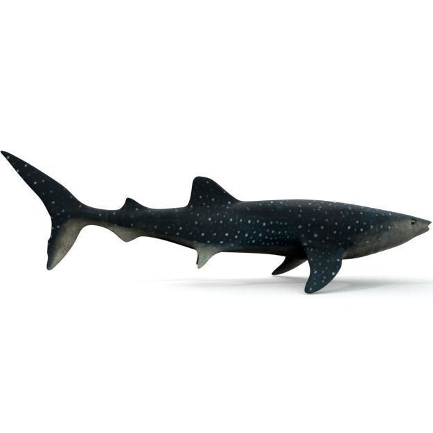Whale Shark Low-poly 3D model_1