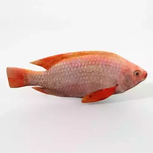 Mojarra parrot fish Low-poly 3D model