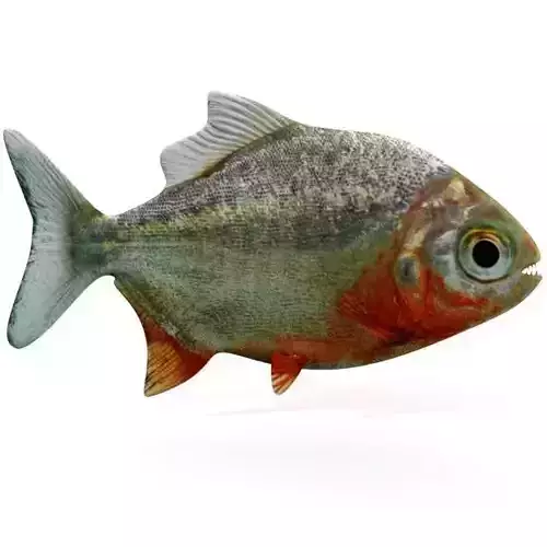 Piranha fish Low-poly 3D model