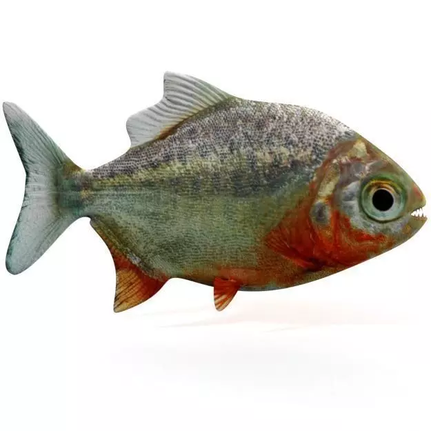 Piranha fish Low-poly 3D model